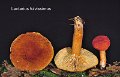 Lactarius fulvissimus-amf1131